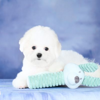 TAURO KENNEL JP ULA