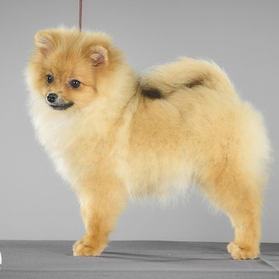 TAURO KENNEL JP MARILA