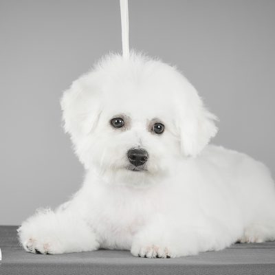 TAURO KENNEL JP POSEY