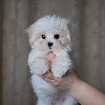 TAURO KENNEL JP GEYMAN