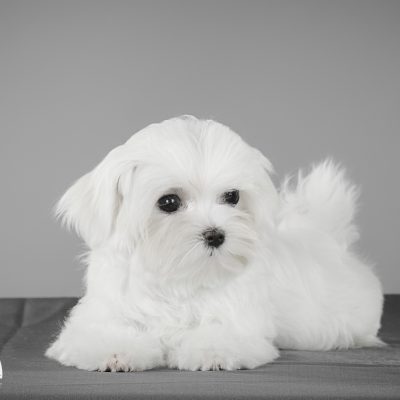 TAURO KENNEL JP NEAVE