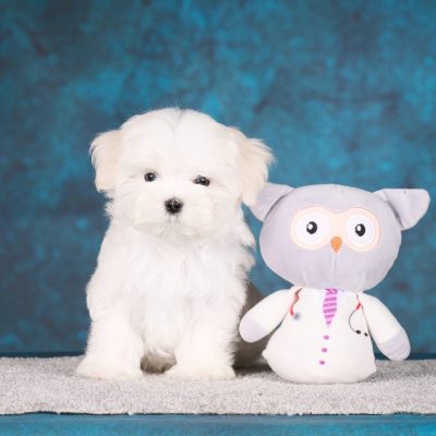 TAURO KENNEL JP JULIAN