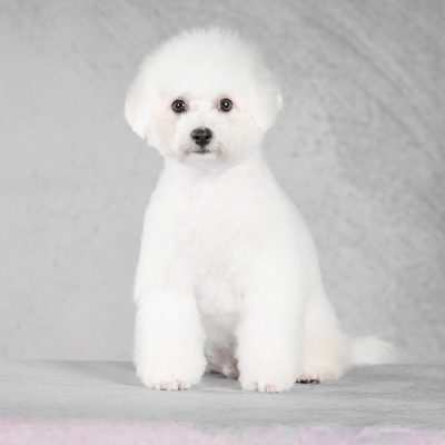 TAURO KENNEL JP NUNZIO