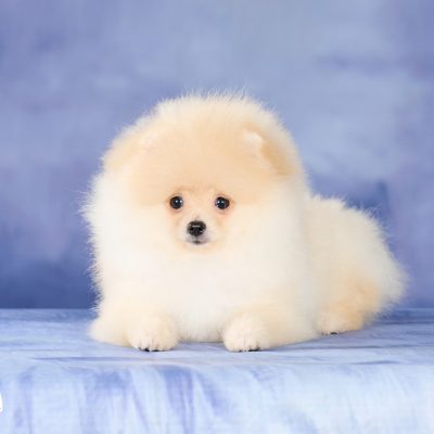 TAURO KENNEL JP SAKALAS