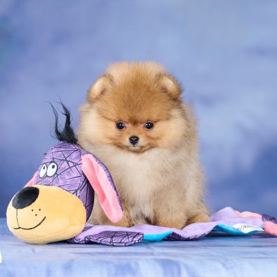TAURO KENNEL JP ŽUVĖDRA