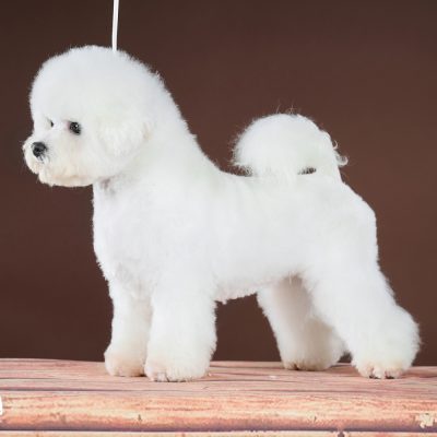Tauro Kennel Tauro Kennel