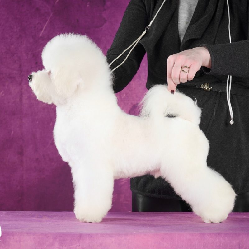 Bichon kennel sale