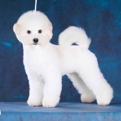 Bichon kennel 2025