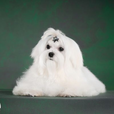 Tauro Kennel Tauro Kennel