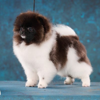TAURO KENNEL JP HERSA