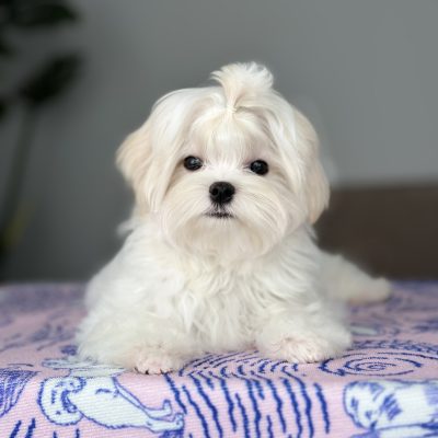 TAURO KENNEL JP VENECIJA