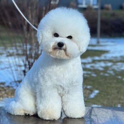TAURO KENNEL JP LEDAS