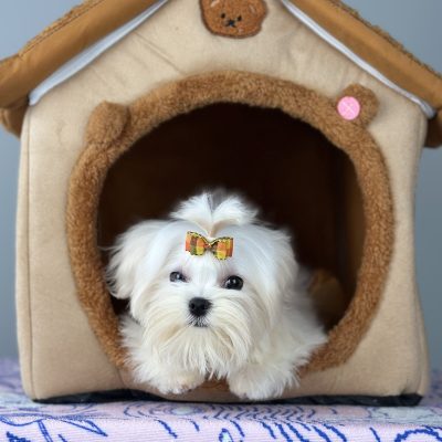 TAURO KENNEL JP MAZZI