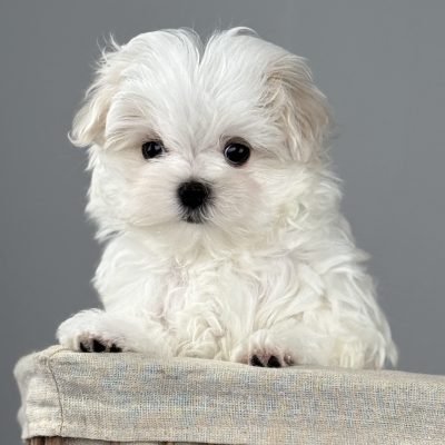 TAURO KENNEL JP CABRA