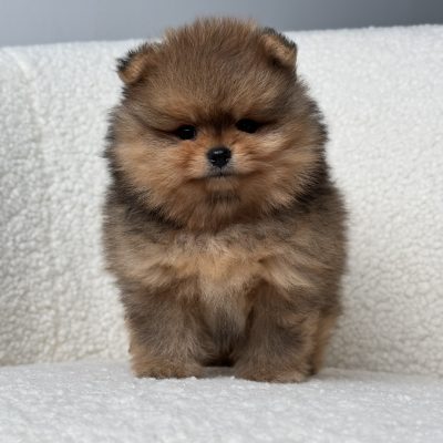 TAURO KENNEL JP BASSUS