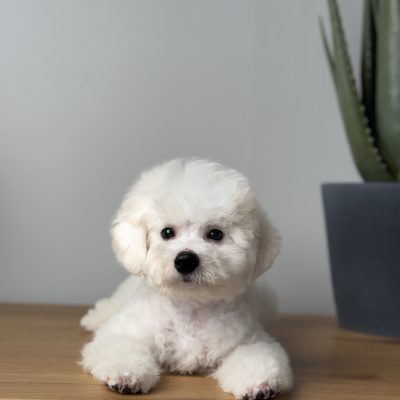 TAURO KENNEL JP KĘSTAS
