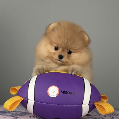 TAURO KENNEL JP BESBERA