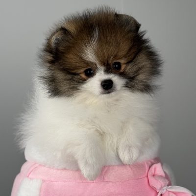 TAURO KENNEL JP ZARIMI