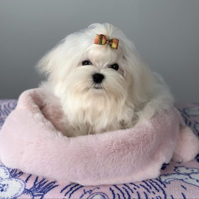 TAURO KENNEL JP ADAM