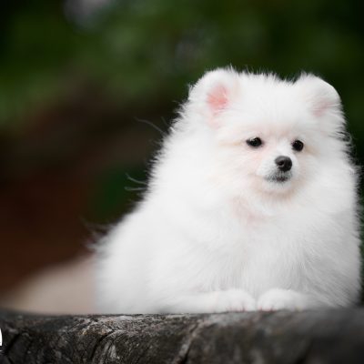 TAURO KENNEL JP HERMA