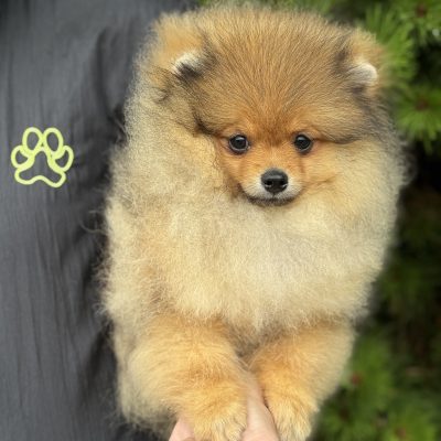 TAURO KENNEL JP WESTERIS