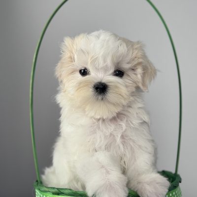 TAURO KENNEL JP RALIJA