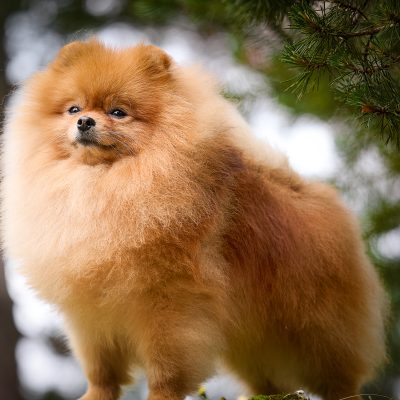 TAURO KENNEL JP KIRILAS