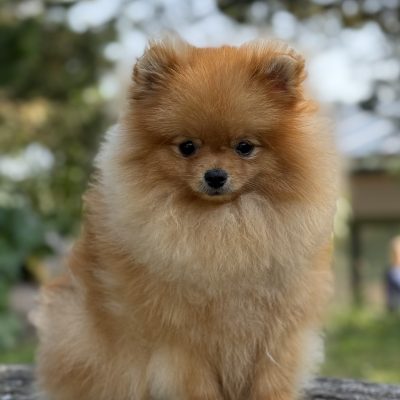 Tauro Kennel JP Sorgo