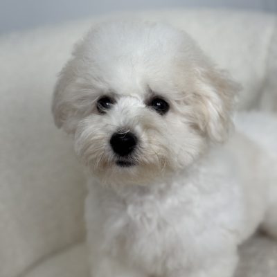 TAURO KENNEL JP GRAZAS