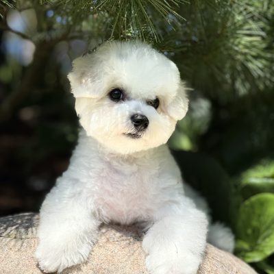 TAURO KENNEL JP SIRIUS