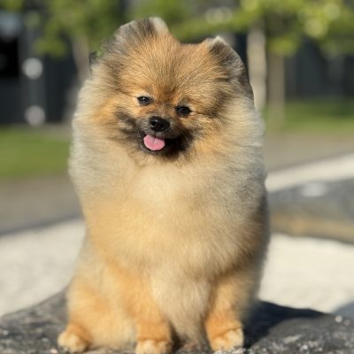 TAURO KENNEL JP NYX