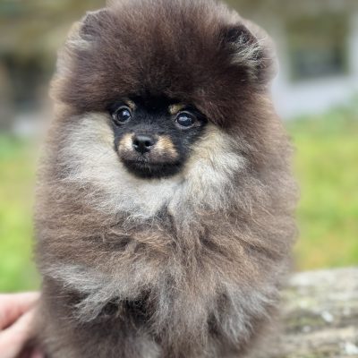 TAURO KENNEL JP MAKALU
