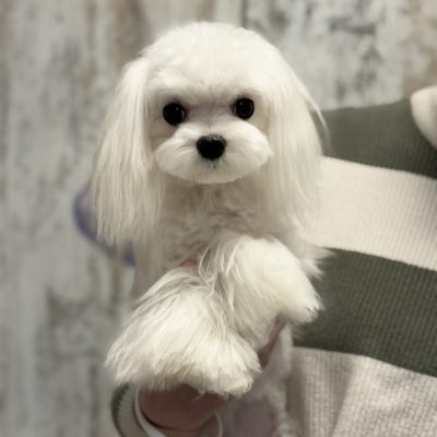 TAURO KENNEL JP KANO