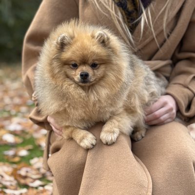 TAURO KENNEL JP KARINA’S