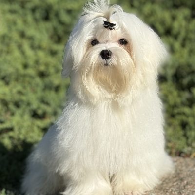 TAURO KENNEL JP KANO