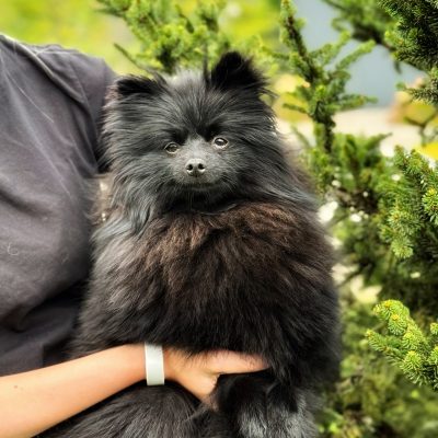 TAURO KENNEL JP BERBERIS