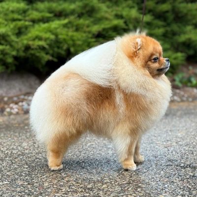 TAURO KENNEL JP URAGANAS