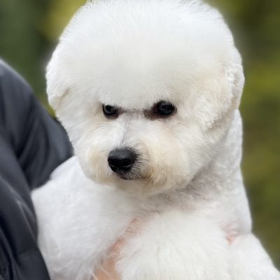 TAURO KENNEL JP SILVANAS