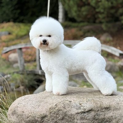 TAURO KENNEL JP SOLANA