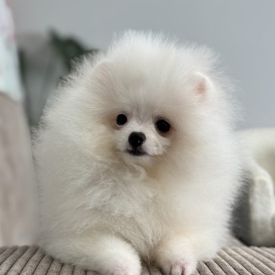 TAURO KENNEL JP SAULA