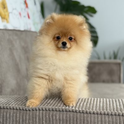 TAURO KENNEL JP TROPUS