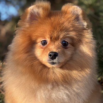 TAURO KENNEL JP TYCHO