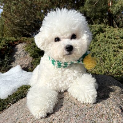 TAURO KENNEL JP SALERNA