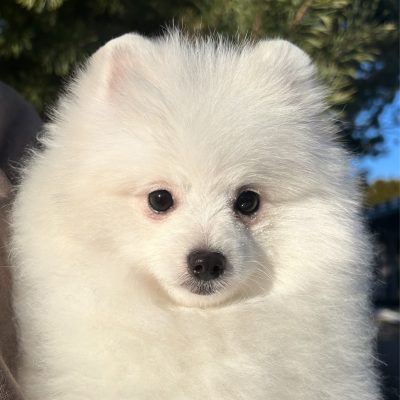 TAURO KENNEL JP BRABUS