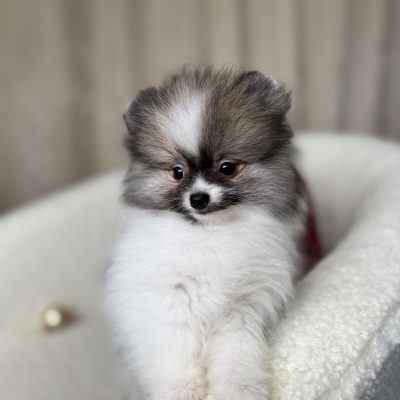 TAURO KENNEL JP KAOKO