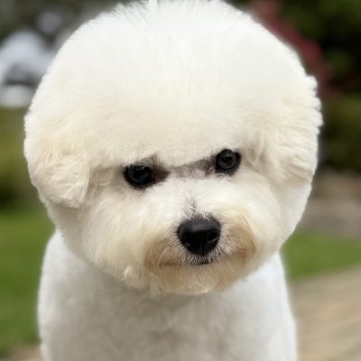 TAURO KENNEL JP SIGVARDAS