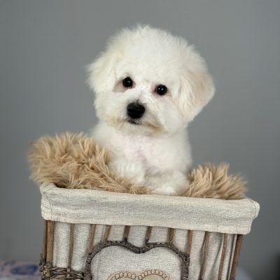 TAURO KENNEL JP BORELIA