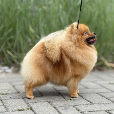 TAURO KENNEL JP BARBARA