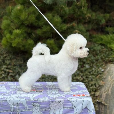 TAURO KENNEL JP ŽEMYNA