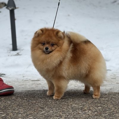 TAURO KENNEL JP KODAS